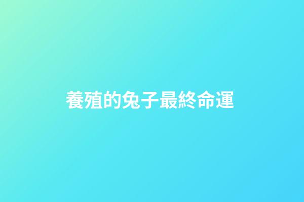 養殖的兔子最終命運 (兔子養得活嗎)-第1張-觀點-玄機派